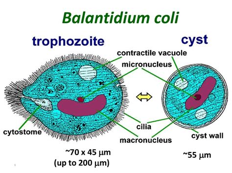 balantidium coli - lee su ho